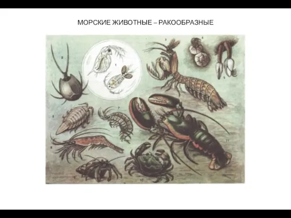 МОРСКИЕ ЖИВОТНЫЕ – РАКООБРАЗНЫЕ