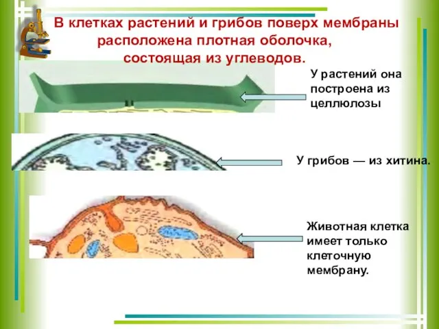 В клетках растений и грибов поверх мембраны расположена плотная оболочка, состоящая из