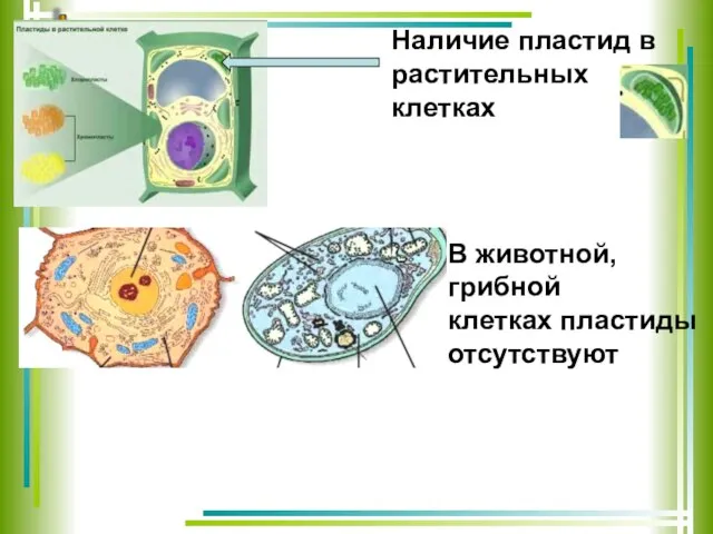 Наличие пластид в растительных клетках В животной, грибной клетках пластиды отсутствуют