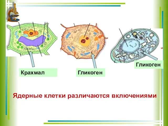 Ядерные клетки различаются включениями Крахмал Гликоген Гликоген