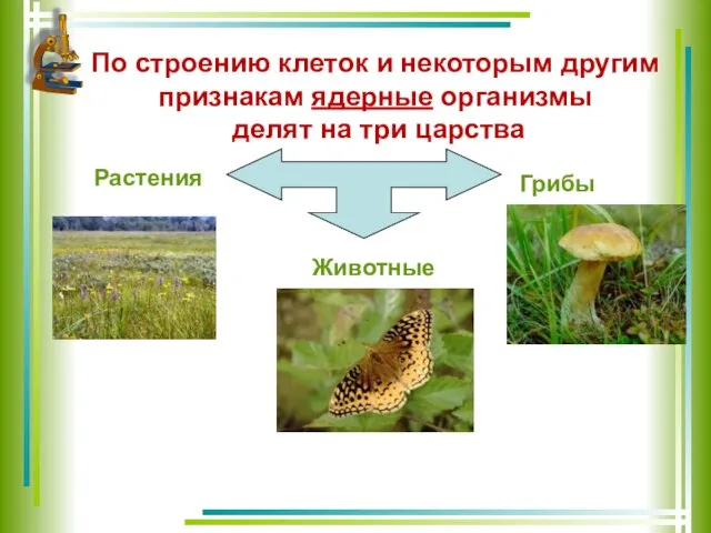 По строению клеток и некоторым другим признакам ядерные организмы делят на три царства Растения Грибы Животные