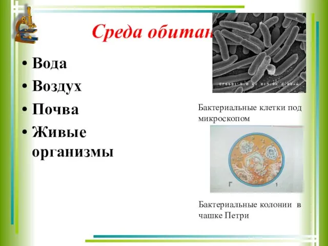 Среда обитания Вода Воздух Почва Живые организмы Бактериальные клетки под микроскопом Бактериальные колонии в чашке Петри