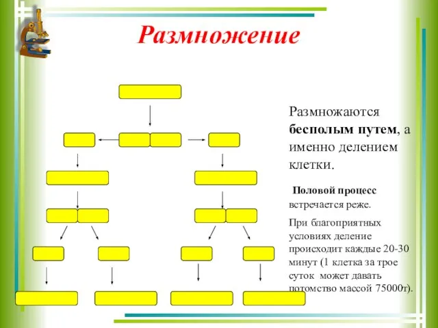 Размножение Размножаются бесполым путем, а именно делением клетки. Половой процесс встречается реже.