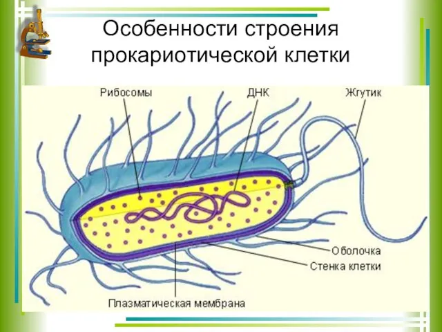 Особенности строения прокариотической клетки