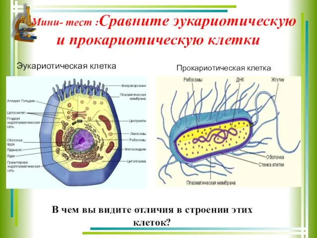 Мини- тест :Сравните эукариотическую и прокариотическую клетки В чем вы видите отличия