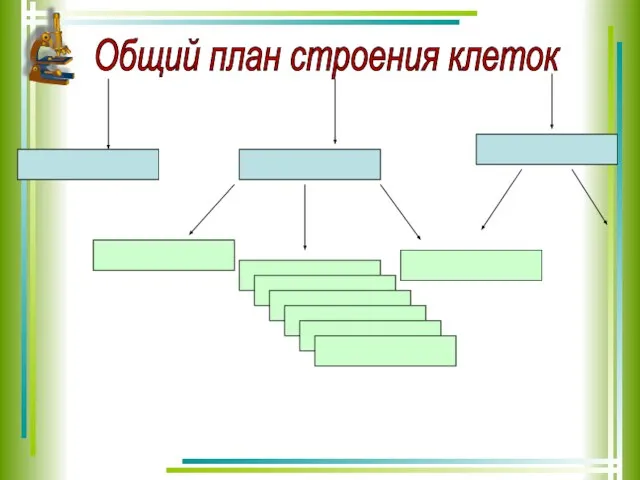 Общий план строения клеток