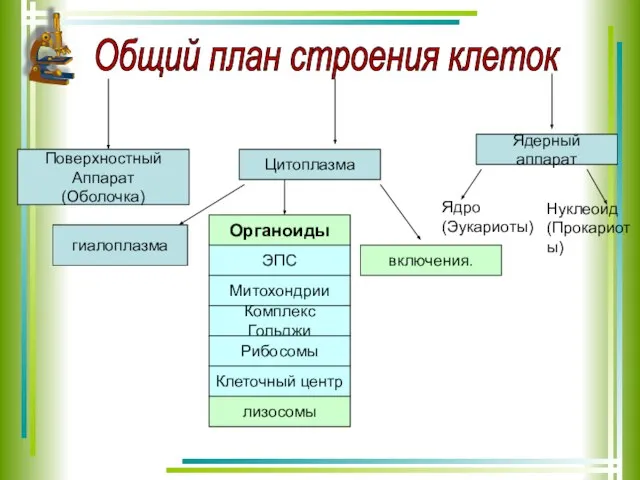 Общий план строения клеток Поверхностный Аппарат (Оболочка) Цитоплазма Ядерный аппарат Органоиды ЭПС