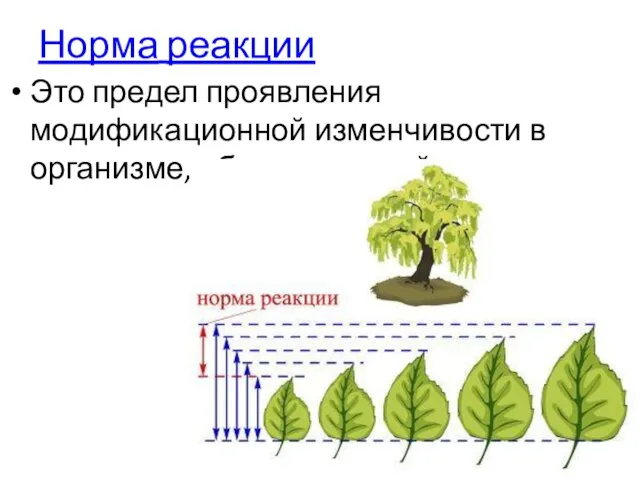 Норма реакции Это предел проявления модификационной изменчивости в организме, обусловленный генотипом.