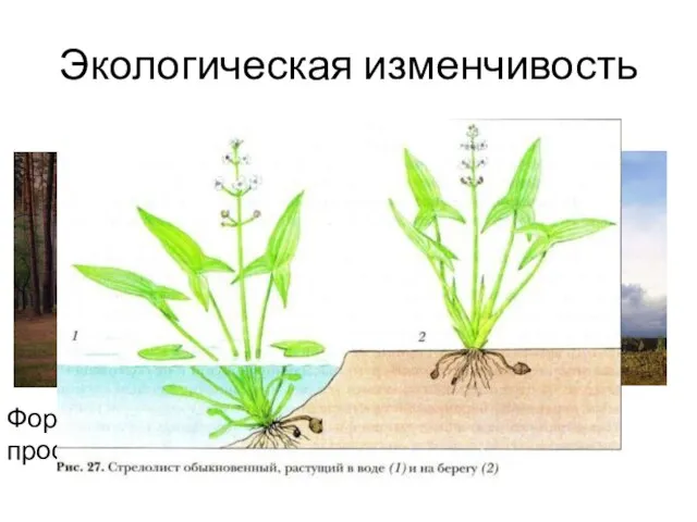 Экологическая изменчивость Форма кроны сосны в лесу и на открытом пространстве