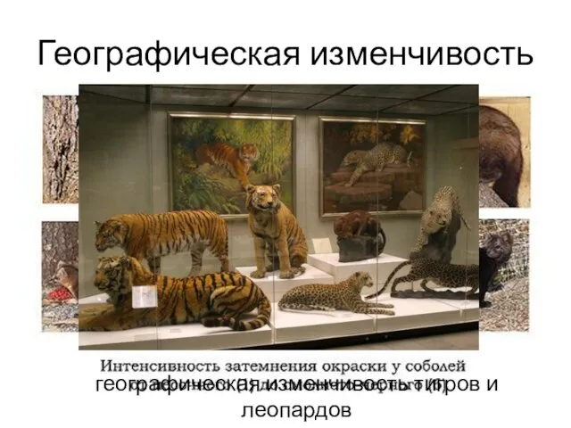 Географическая изменчивость географическая изменчивость тигров и леопардов