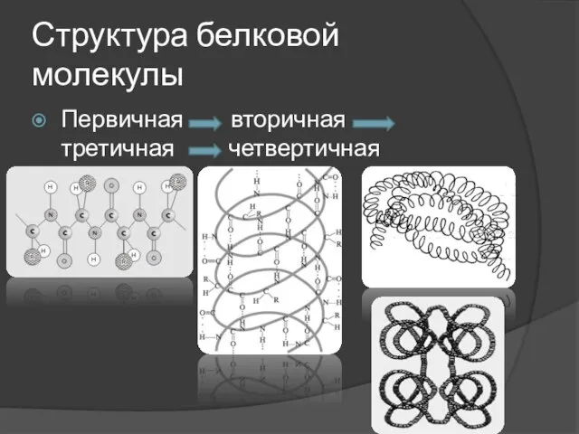 Структура белковой молекулы Первичная вторичная третичная четвертичная