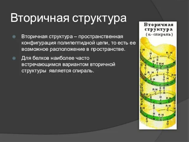 Вторичная структура Вторичная структура – пространственная конфигурация полипептидной цепи, то есть ее