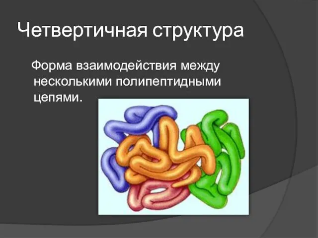 Четвертичная структура Форма взаимодействия между несколькими полипептидными цепями.