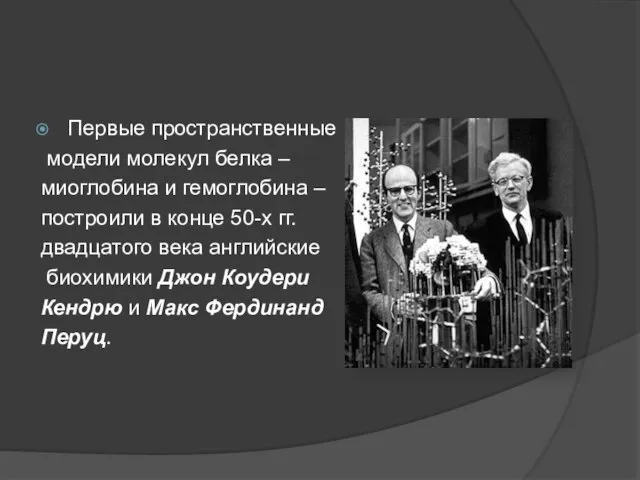 Первые пространственные модели молекул белка – миоглобина и гемоглобина – построили в