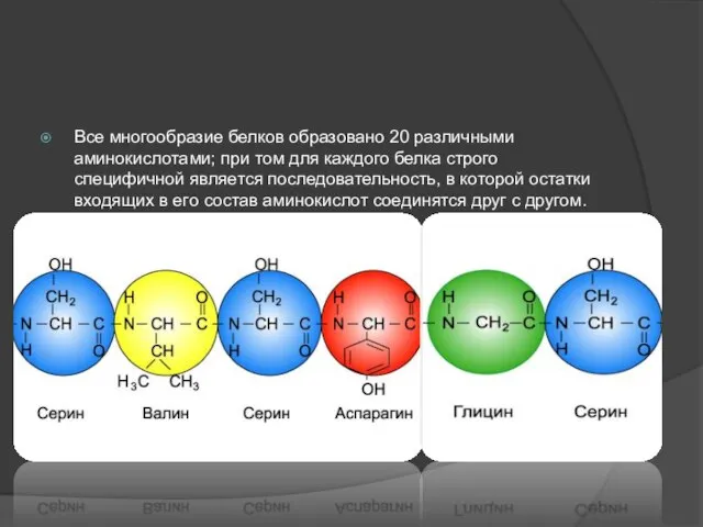 Все многообразие белков образовано 20 различными аминокислотами; при том для каждого белка