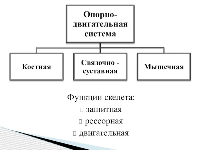 Функции скелета: защитная рессорная двигательная