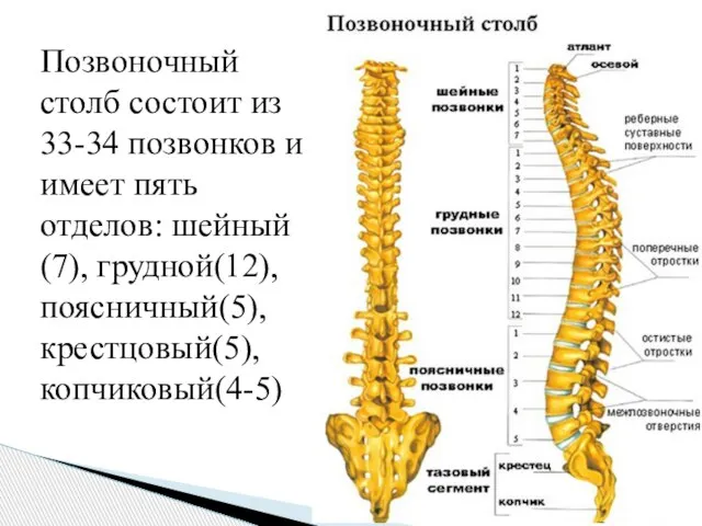 Позвоночный столб состоит из 33-34 позвонков и имеет пять отделов: шейный(7), грудной(12), поясничный(5), крестцовый(5), копчиковый(4-5)