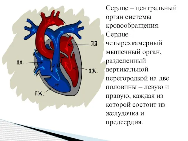 Сердце – центральный орган системы кровообращения. Сердце -четырехкамерный мышечный орган, разделенный вертикальной