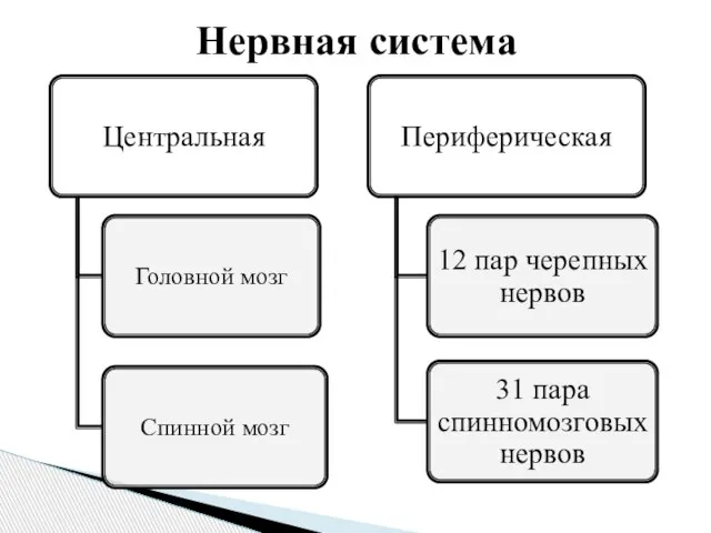 Нервная система