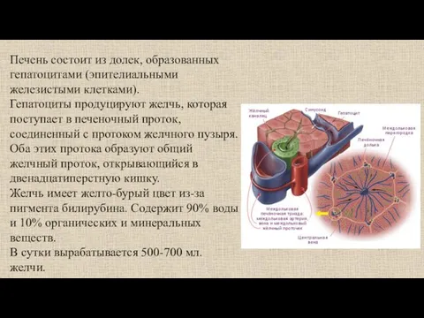 Печень состоит из долек, образованных гепатоцитами (эпителиальными железистыми клетками). Гепатоциты продуцируют желчь,