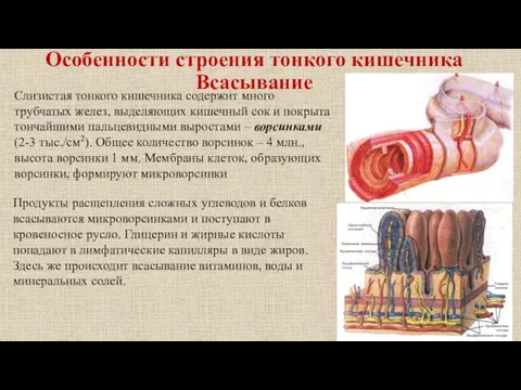 Особенности строения тонкого кишечника Всасывание Слизистая тонкого кишечника содержит много трубчатых желез,