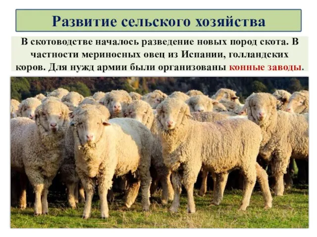 В скотоводстве началось разведение новых пород скота. В частности мериносных овец из