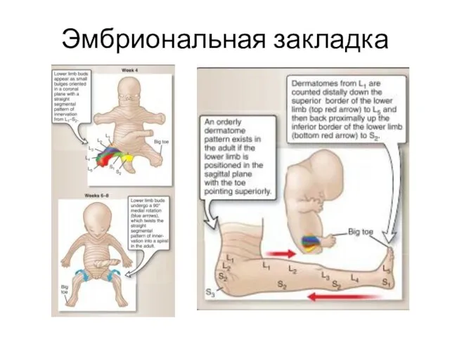 Эмбриональная закладка