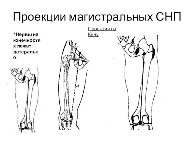 Проекции магистральных СНП *Нервы на конечностях лежат латерально! Проекция по Кену