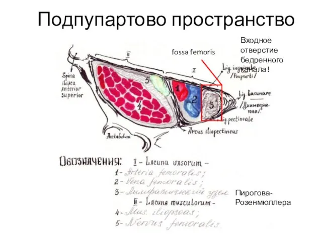 Подпупартово пространство fossa femoris Пирогова-Розенмюллера Входное отверстие бедренного канала!