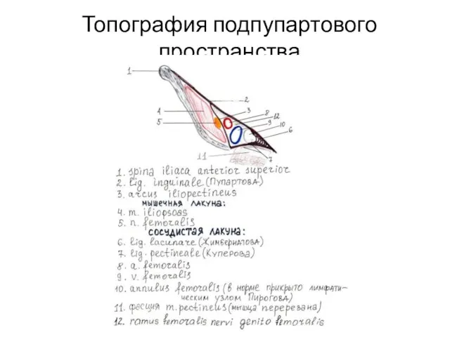 Топография подпупартового пространства