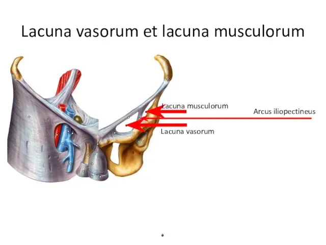 Lacuna vasorum et lacuna musculorum * Arcus iliopectineus Lacuna musculorum Lacuna vasorum