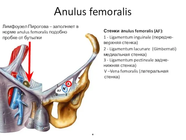 Аnulus femoralis * 1 - Ligamentum inguinale (передне-верхняя стенка) 3 - Ligamentum