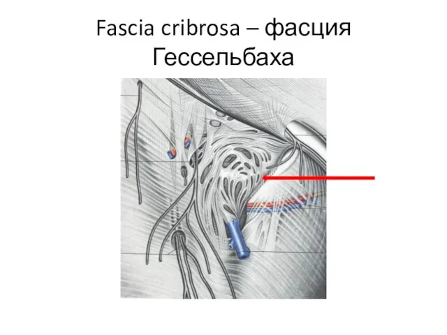 Fascia cribrosa – фасция Гессельбаха