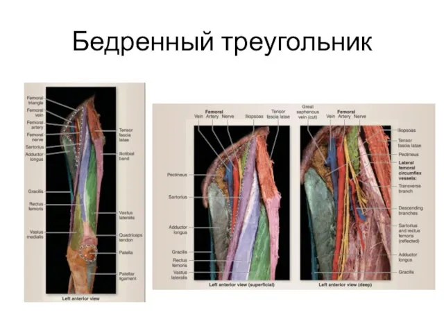 Бедренный треугольник