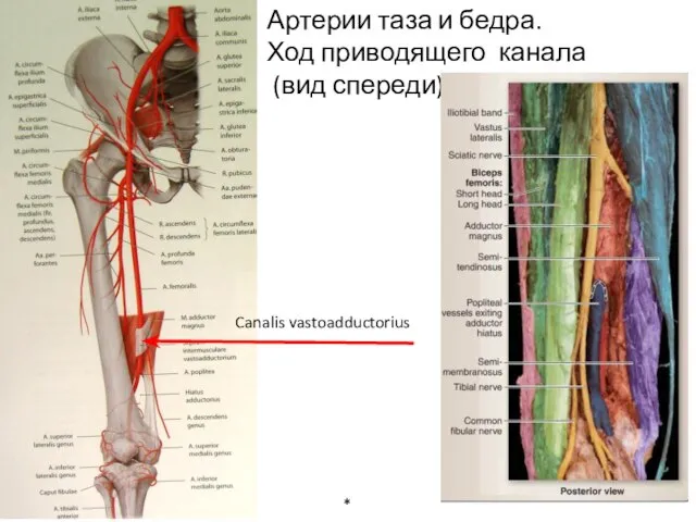 * Артерии таза и бедра. Ход приводящего канала (вид спереди) Canalis vastoadductorius