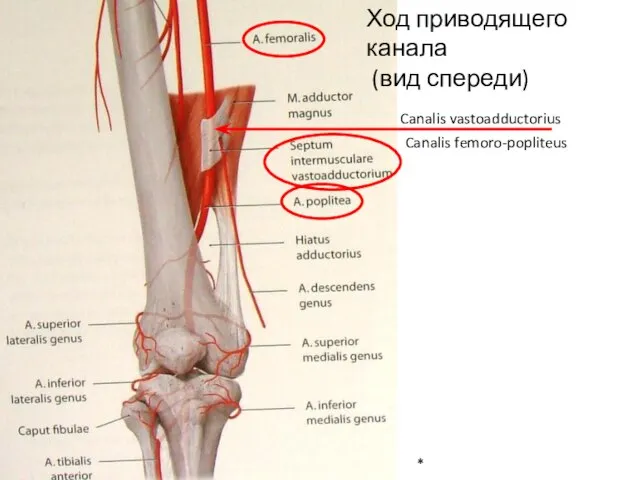 * Ход приводящего канала (вид спереди) Canalis vastoadductorius Canalis femoro-popliteus