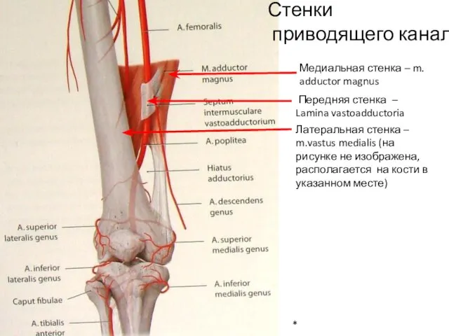 * Стенки приводящего канала Передняя стенка – Lamina vastoadductoria Латеральная стенка –