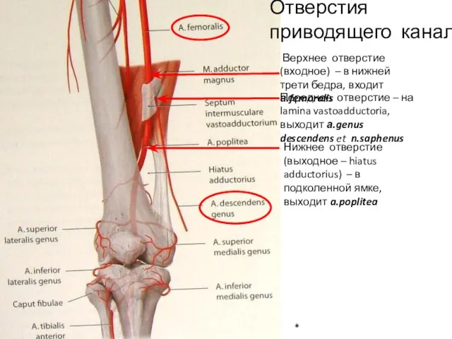 * Отверстия приводящего канала Верхнее отверстие (входное) – в нижней трети бедра,