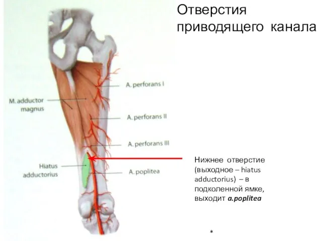 Нижнее отверстие (выходное – hiatus adductorius) – в подколенной ямке, выходит a.poplitea Отверстия приводящего канала *