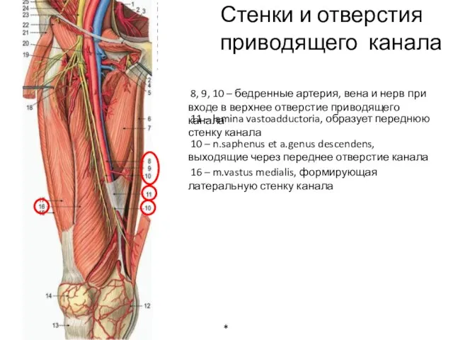 Стенки и отверстия приводящего канала 8, 9, 10 – бедренные артерия, вена