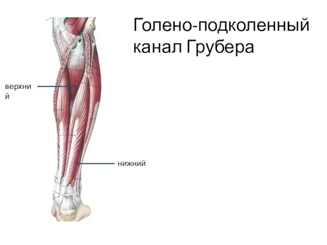 Голено-подколенный канал Грубера верхний нижний