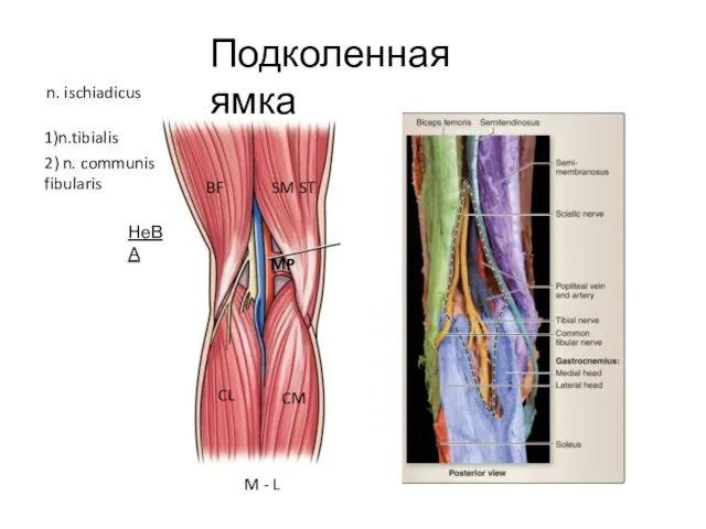 Подколенная ямка SM ST BF CM CL MP 1)n.tibialis n. ischiadicus 2)