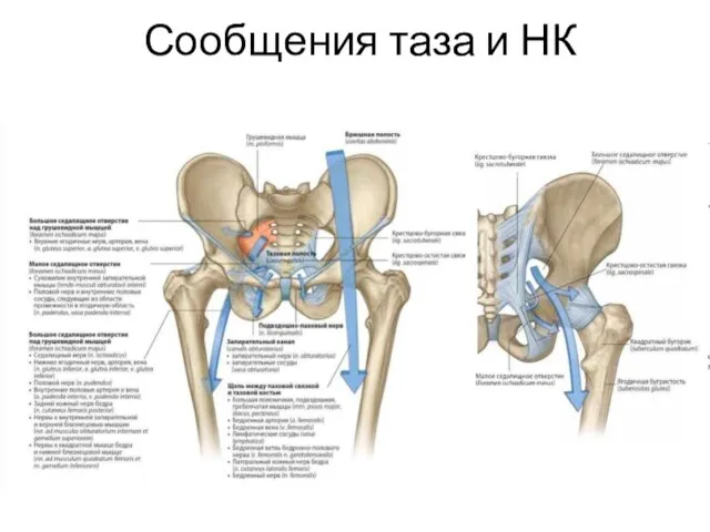 Сообщения таза и НК