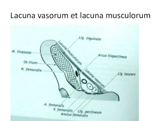 Lacuna vasorum et lacuna musculorum