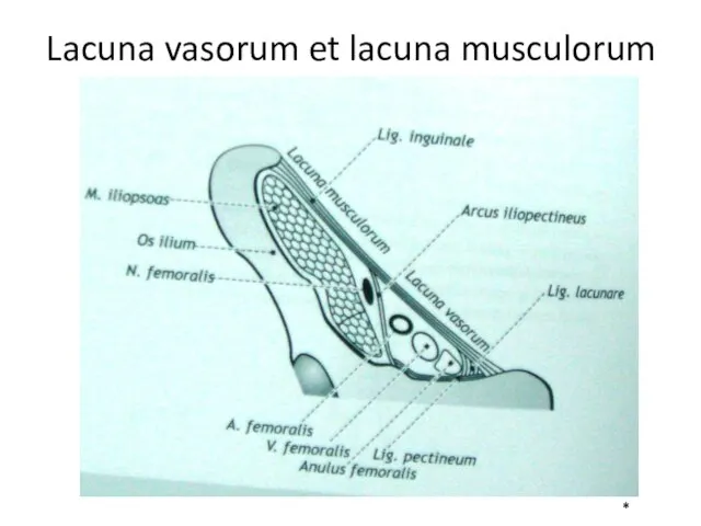 Lacuna vasorum et lacuna musculorum *