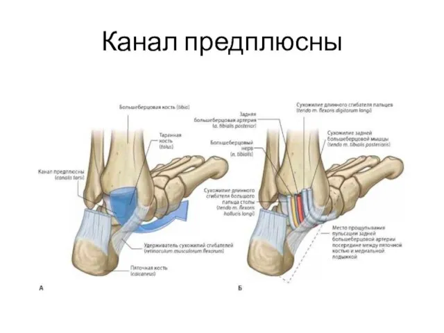 Канал предплюсны