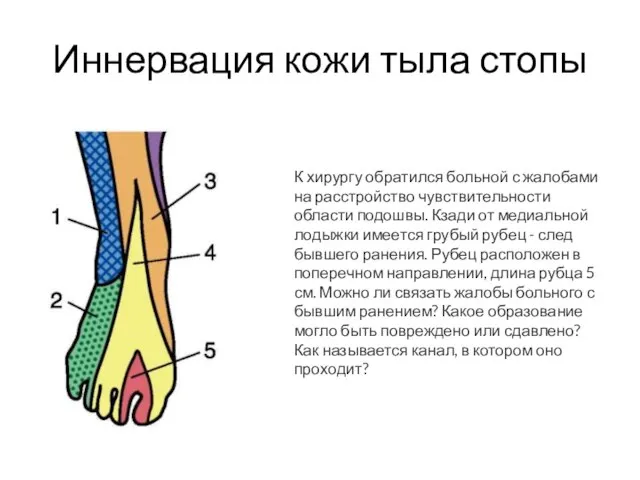 Иннервация кожи тыла стопы К хирургу обратился больной с жалобами на расстройство