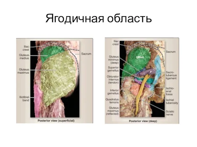 Ягодичная область