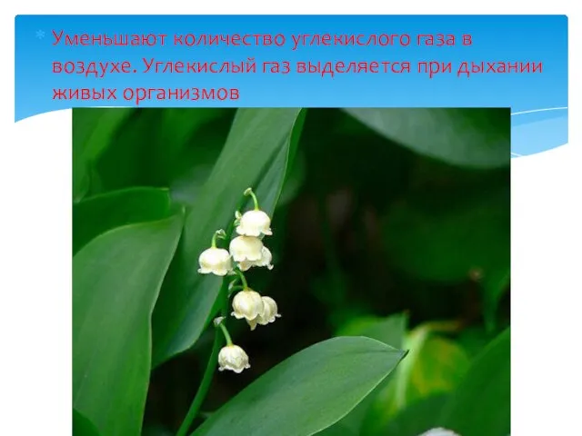 Уменьшают количество углекислого газа в воздухе. Углекислый газ выделяется при дыхании живых организмов