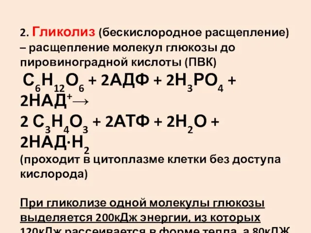 2. Гликолиз (бескислородное расщепление) – расщепление молекул глюкозы до пировиноградной кислоты (ПВК)